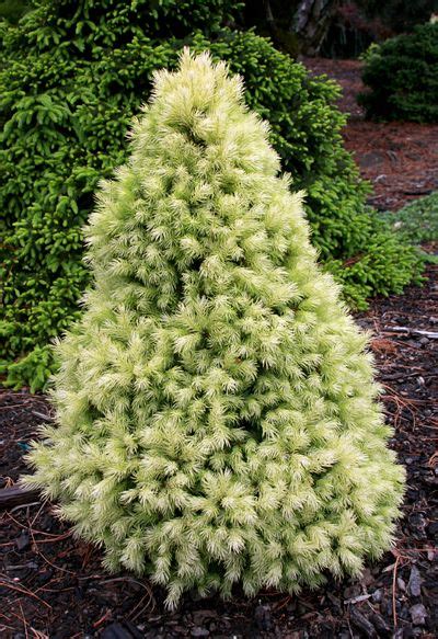 Sneak in a dwarf evergreen at the front to add another level of interest. Dwarf Alberta Spruce 'J.W. Daisy White' Picae glauca ...