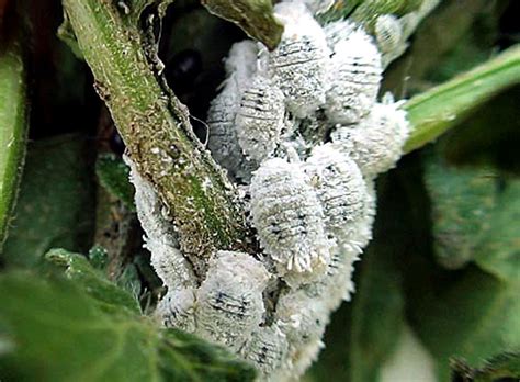 How To Get Rid Of Mealybugs An Organic Way Garden Care Naturebring