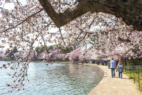 Visitors Walk Around The Tidal Basin Cherry Blossoms In Washington Dc