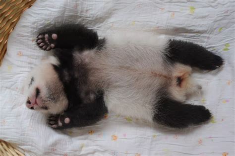 Giant Panda Cubs Daily Record