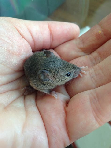 Nebraska Wildlife Rehab, Inc. : Wildlife Help : Nuisance Wildlife Issues : Moles & Small Rodents