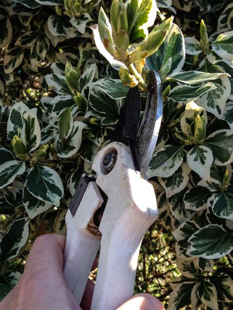 Plus, with access to bartlett's global resources and advanced scientific research facility, we can provide customers with benefits that just aren't available from other toronto, ontario tree. Tree Pruning Services in the Toronto Area - Ron's Tree ...