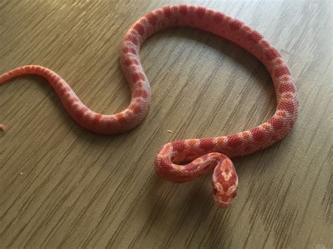Backwaterreptiles.com has stunning corn snakes for sale (elaphe guttata) at unbeatable prices. Baby corn snakes for sale | Lichfield, Staffordshire ...