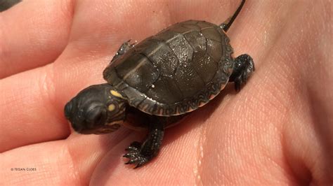 Painted Turtle Hatchling Your Connection To Wildlife