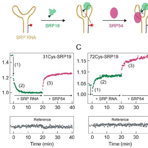 Srp19 And The Large Subunit Srp Rna Ls Rna A Srp19 Structural