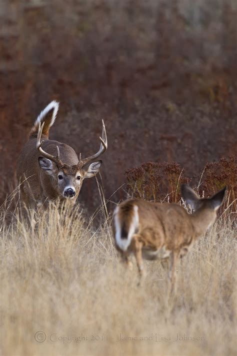 Upcoming events such as household hazardous waste events, bucks. Whitetail bucks coming out of the closet; rut heads for ...