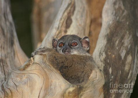 Sportive Lemur Madagascar Photograph By Rudi Prott Fine Art America