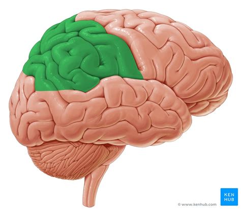 Horizontal Sections Of The Brain Anatomy Kenhub