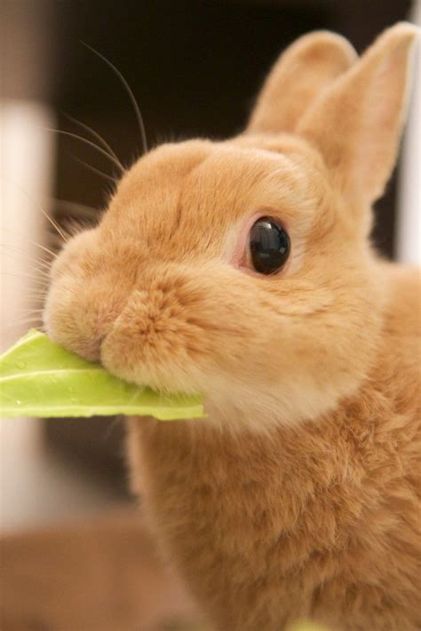 Rabbit Eating Cabbage By Yuki Matsukura Cute Animals Rabbit Eating