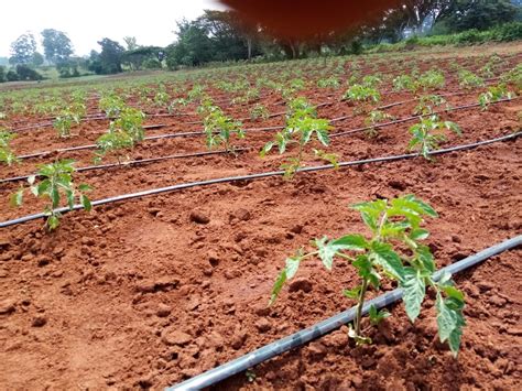 This is much better than the traditional overhead watering, which doesn't always transfer moisture to the roots in an effective manner. Tomato Drip Irrigation System | Drip irrigation for ...