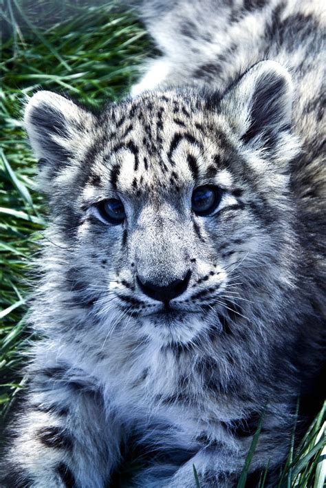 25 Beautiful Snow Leopard Picture Magment