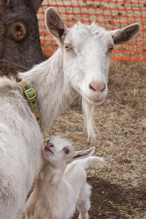 Introducing Sfuads Three Baby Goats The Jackalope
