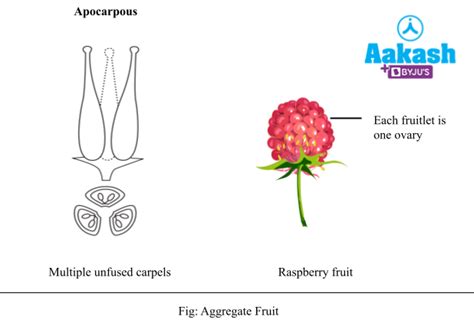 Fruit Types Parts Pericarp Seed And Simple Fruit Aesl