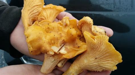 Mushroom Foraging 5 Tips For Picking The Best Crop Cbc News