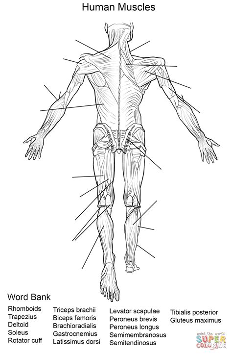 Musculos Del Cuerpo Humano Dibujo