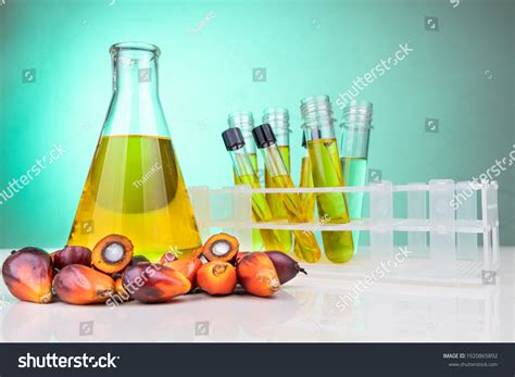Oil Palm Fruits Biofuel Beaker Test Stock Photo 1920865892 Shutterstock