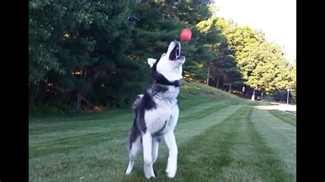 Happy Siberian Husky Max Loves To Play Fetching The Ball Amazing