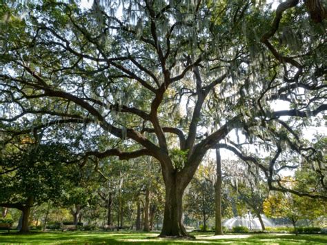 Southern Live Oak Tree — Just Fruits And Exotics
