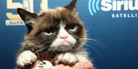 Grumpy Cat Has Won 710000 In A Copyright Lawsuit Over Coffee With Her