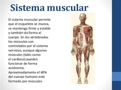 Sistema Muscular Funciones Partes Y Enfermedades Con Imágenes