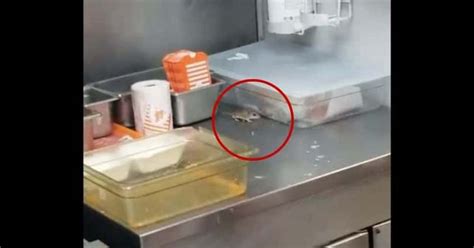 Mouse Jumps Into Deep Fryer At Whataburger Video Sets The Internet On
