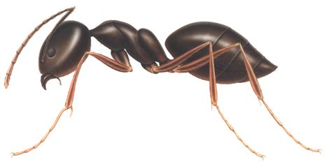 Ant Png Clipart Png Mart