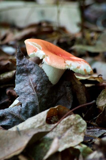 Flickr The Mushrooms Fungi Of North Carolina Pool