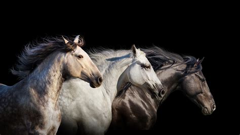 Fonds Decran 2560x1440 Cheval Fond Noir Trois 3 Animaux Télécharger Photo