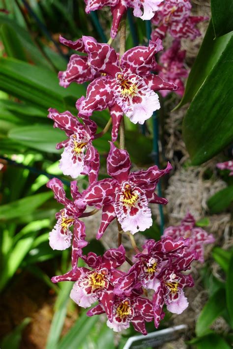 What Are The Different Types Of Orchids