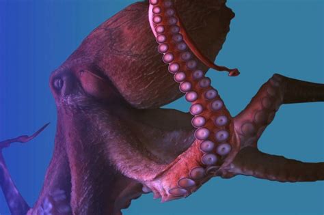 The Giant Pacific Octopus Scuba Diver Life