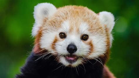 Cute Young Red Panda