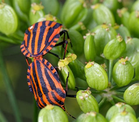 Streifenwanzen Bei Der Paarung Foto And Bild Spezial Natur