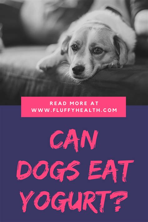 Plain yogurt is the best yogurt for your dog as the flavors ad sweeteners are toxic for. Can Dogs Eat Yogurt? 5 Top Benefits Of Yogurt For Dogs ...