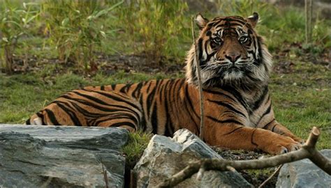 Experts Note Six Percent Rise In Tiger Population Call