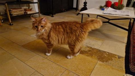 Ankaralı Kedi çip Sayesinde İsviçreli Oldu