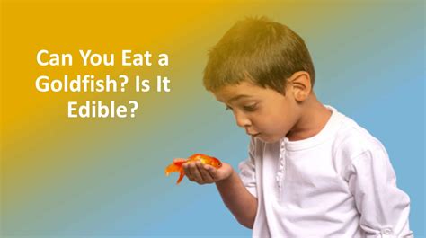 Can You Eat Goldfish What Does It Taste Like Quick Answer