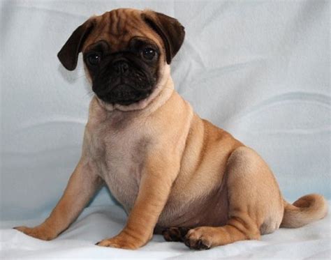 Cute Apricot Pug Puppy Pugs Pug Puppies Pug Dog