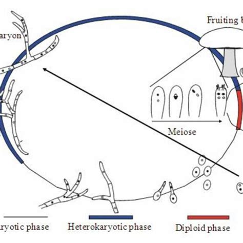 2 Typical Life Cycle Of Agaricus Bisporus Var Bisporus Most Basidia
