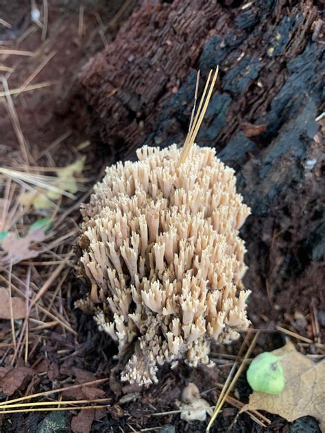 Upright Coral Fungus From Brantford On Ca On October 11 2021 At 09