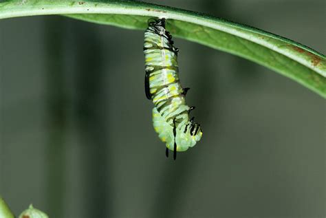 Monarch Butterfly Larva Photograph By Sally Mccrae Kuyperscience Photo