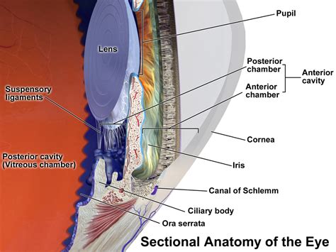 Eye Accommodation And Aiol Lenses