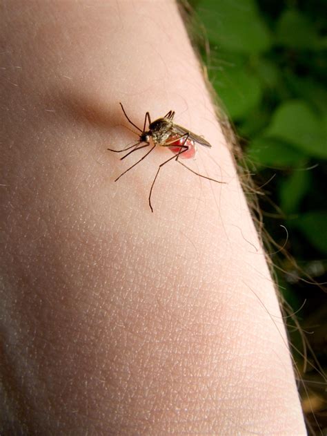Tips On How To Get Rid Of Mosquitos Blog