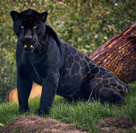 Beautiful Black Jaguar Panther Rhardcoreaww