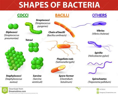 Clasificacin De Las Bacterias Estructura Gentica Y Metabolismo Porn