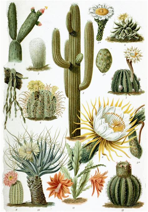 Cactus Illustration Cactus Paintings Botanical Drawings