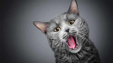 Cat Facial Expression Whiskers Yawning Emotion Yawn Hd Wallpaper