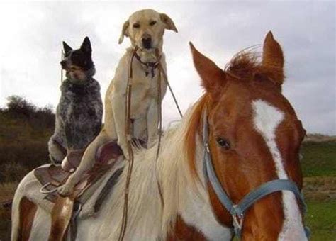 The 12 Greatest Pictures Of Animals Riding Other Animals Horses