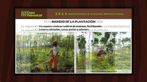 Establecimiento Manejo Y Aprovechamiento De Plantaciones Forestales
