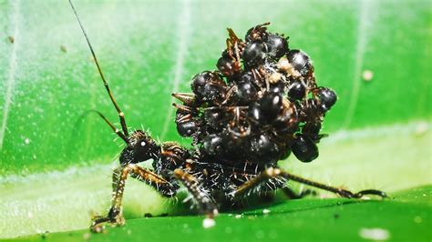 Assassin Bug Stacks Dead Ants On Its Back For Camouflage Youtube