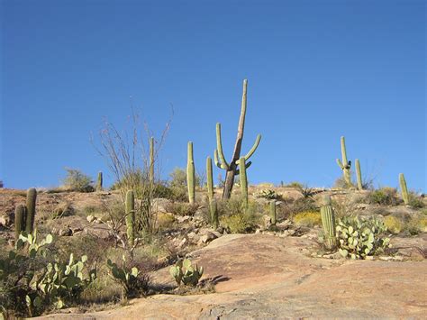 Daily Photos And Frugal Travel Tips Blog Archive Cactus